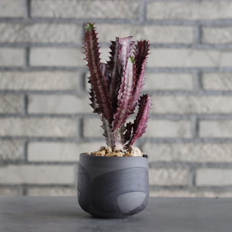 Euphorbia trigona f. rubra (紅彩雲閣) × N/OH (3.5号)  no.607/39