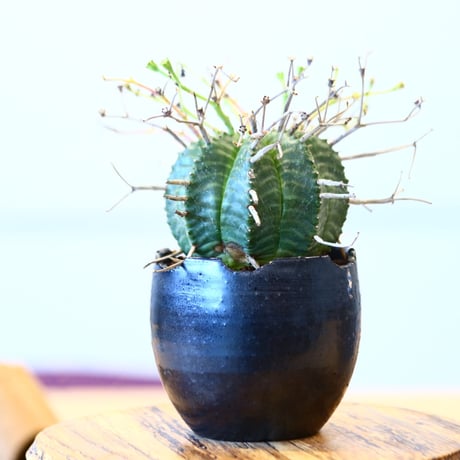 N/OH × Euphorbia valida   no.61815