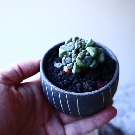 アロイノプシス  スクーネーシー   Aloinopsis schooneesii   no.11911
