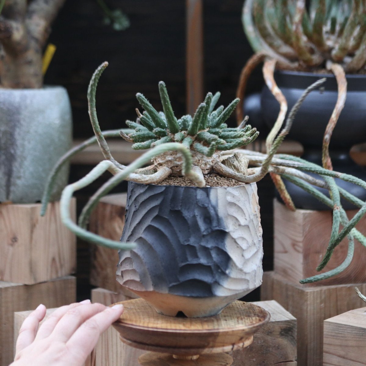 ユーフォルビア　エスクレンタ　現地球 ユーフォルビア エスクレンタ | mana's farm:塊根植物・アガベ