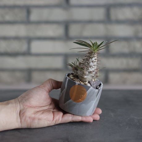 Pachypodium gracilius × N/OH (2.5号)  no.510/35