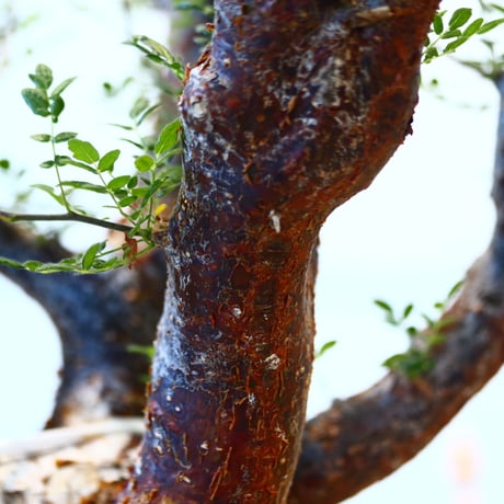 コミフォラ モンストローサ / Commiphora monstrosa   no.62502