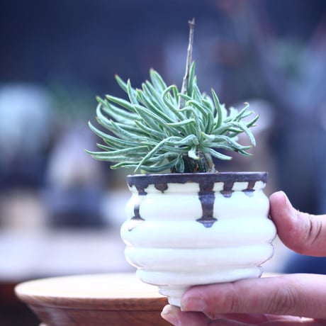 チレコドン  ペアルソニー   白象   Tylecodon  pearsonii      no.22830