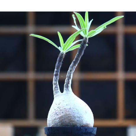 パキポディウム  グラキリス ／Pachypodium  gracilius     no.101703