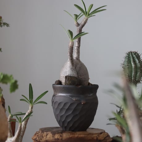 Pachypodium gracilius × N/OH    no.51223