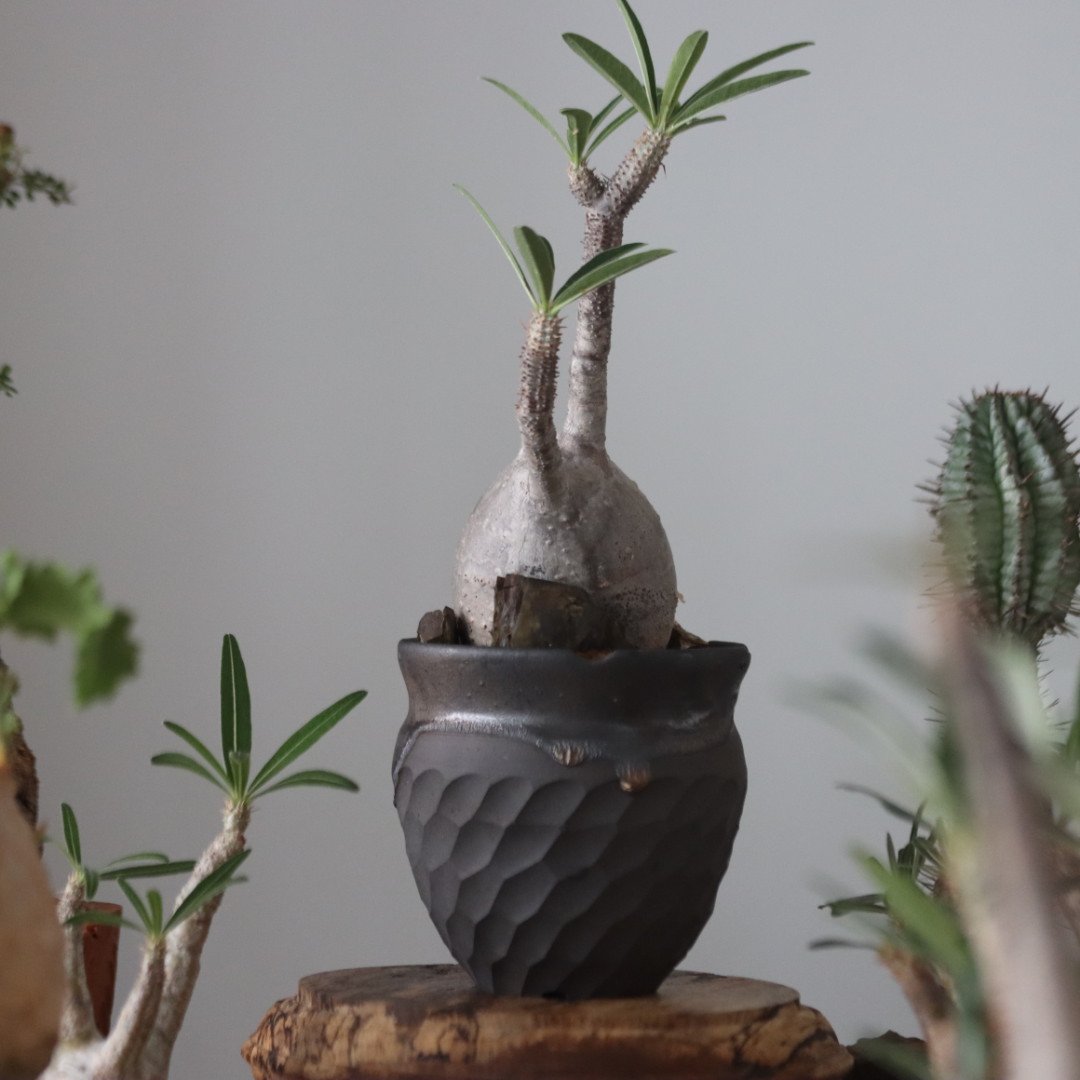 Pachypodium gracilius × N/OH no.51223 | 芽の巣山