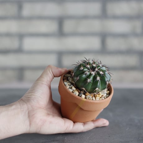 Discocactus gigantea × N/OH (3号鉢)  no.510/48