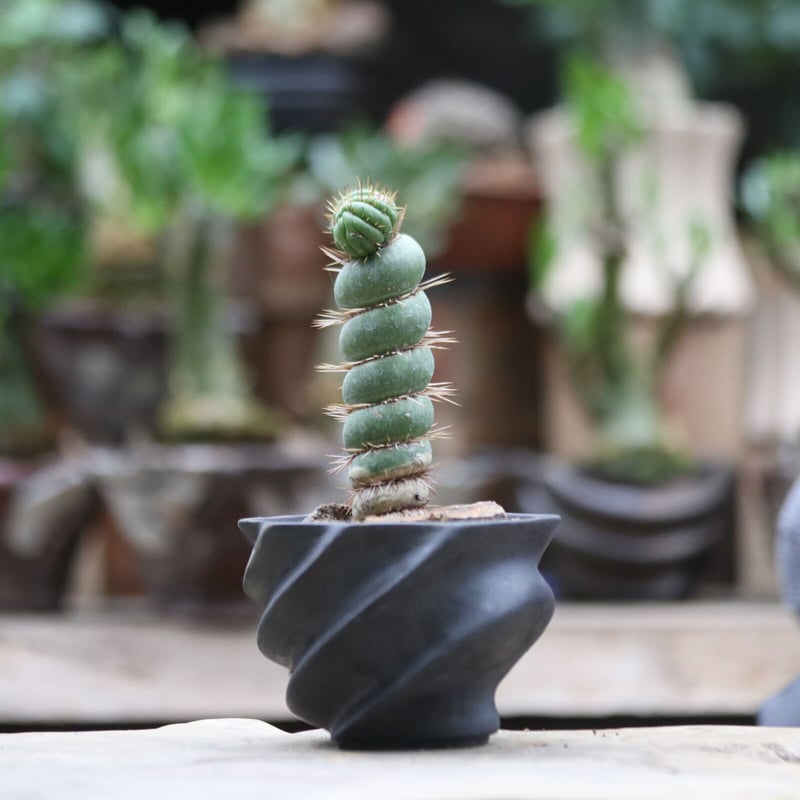 ユーリキニア カスタネア スピラリス／Eulychnia castanea f. 'spira