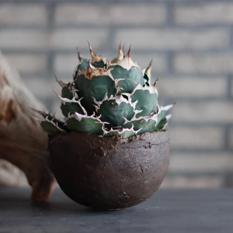 Agave titanota × takero pot (5.5号鉢) no.601/6