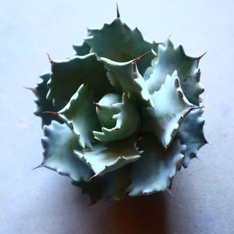 アガベ イシスメンシス   Agave Isthmensis   no.20902