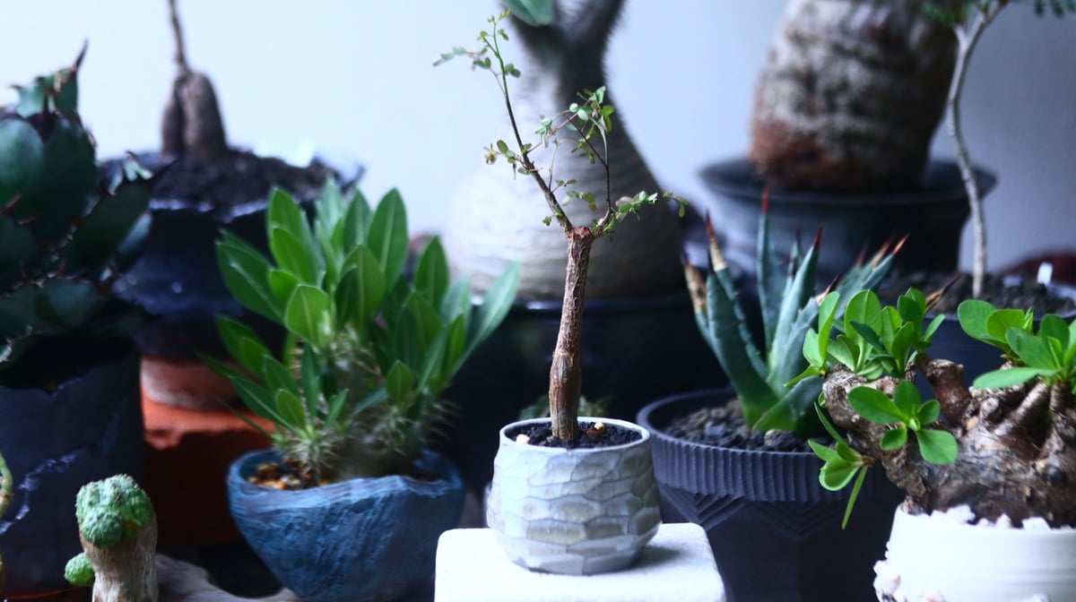 【現品】デロニクス・デカリー　Delonix decaryi　10号　４T番 現品】デロニクス・デカリー Delonix decaryi 10号 4T番