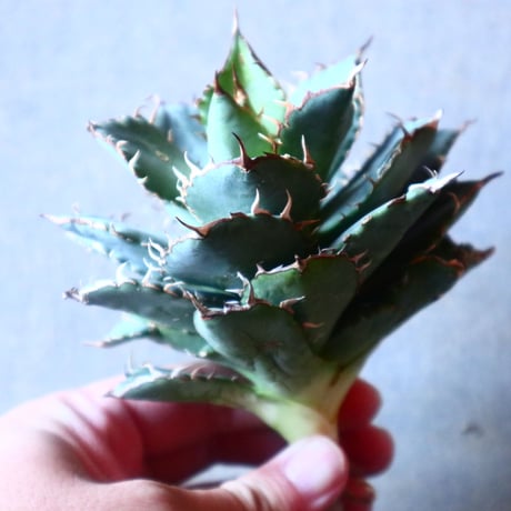 アガベ チタノタ フィリグリー Agave titanota "Filigree crested   no.20909