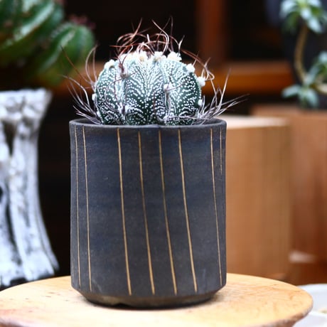 アストロフィツム 鳳凰玉／Astrophytum capricorne v. minus　no.40376