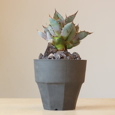Agave Titanota Rancho Tambor × N/OH　no. 309-7