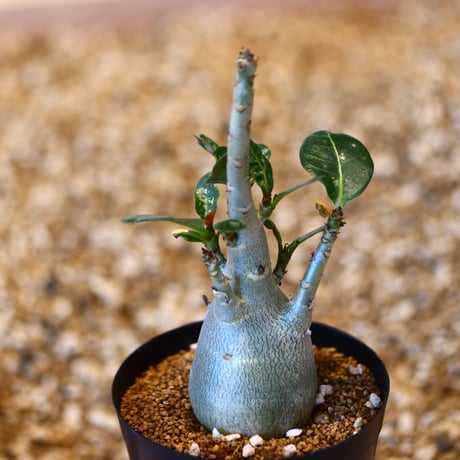 アデニウム アラビカム / Adenium  arabicum   no.51436