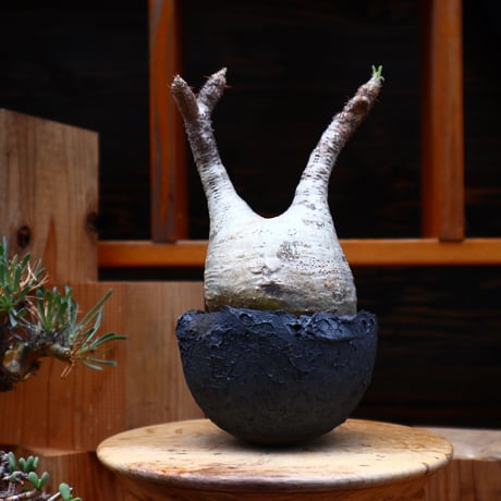 パキポディウム  グラキリス／Pachypodium  gracilius    no.42406