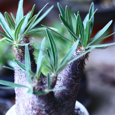 パキポディウム グラキリス   Pachypodium rosulatum var. gracilius no.71907
