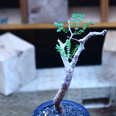 コミフォラ モンストローサ   Commiphora monstrosa   no.82912