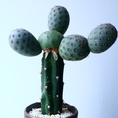 テフロカクタス    ゲオメトリクス   Tephrocactus geometricus  No.031