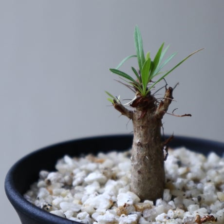 フォークイエリア   プルプシー    Fouquieria purpusii  no.92306