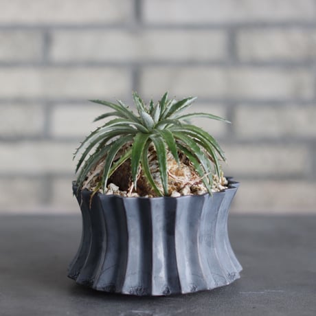 CATEGORY Succulents | 芽の巣山
