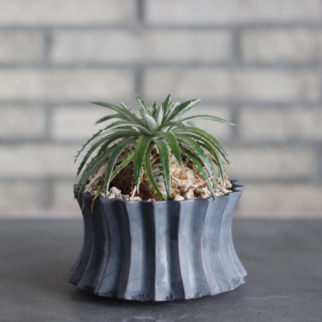 Dyckia reitzii Hybrid from NNN × soso (4.5号鉢)