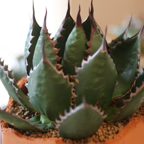 Agave horrida × N/OH   no.90137