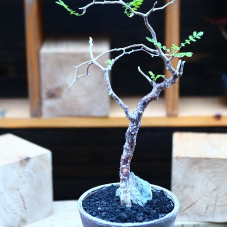コミフォラ モンストローサ   Commiphora monstrosa   no.82229