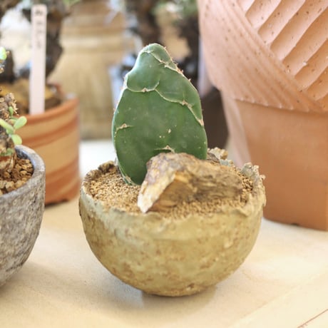 Opuntia zebrina f. reticulata (亀甲団扇) × たけろうポット   no.112-26