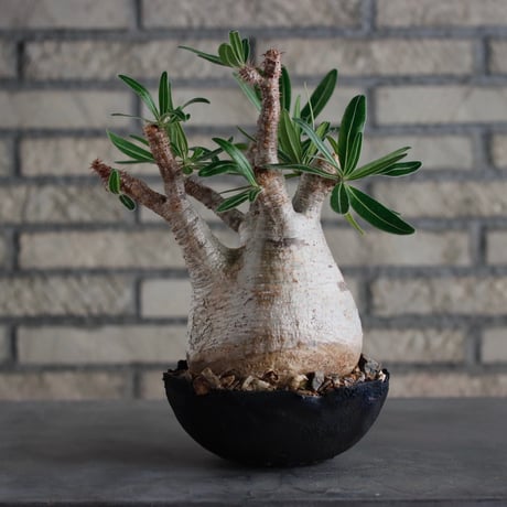 Pachypodium gracilius × takero pot (6.5号)  no.817-3