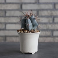 Echinocactus ingens (巌) × N/OH (3.5号)  no.614/3