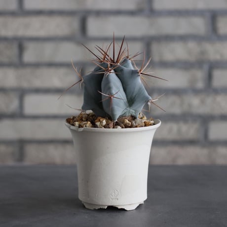 Echinocactus ingens (巌) × N/OH (3.5号)  no.614/3