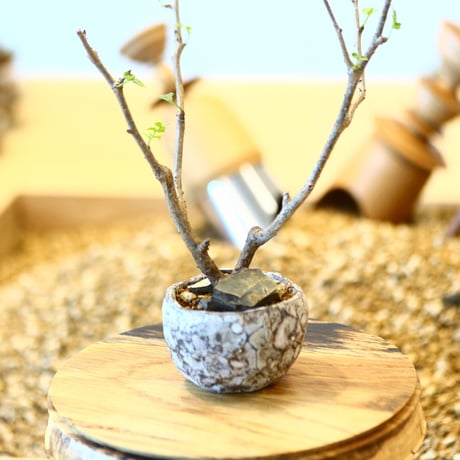 ブルセラ ファガロイデス / Bursera fagaroides   no.82004