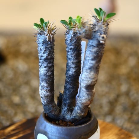 たけろうポット × Euphorbia guillauminiana   no.102214