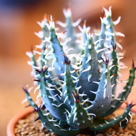 Aloe melanacantha ssp. var. erinacea × YAMABACHI   no.123138