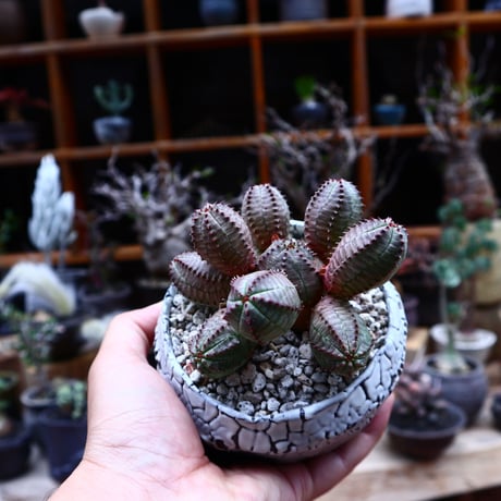 ユーフォルビア  オベサ hyb. ／Euphorbia obesa  hyb.    no.51647