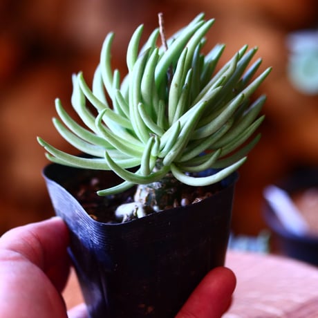 チレコドン  ペアルソニー   白象   Tylecodon  pearsonii    no.111516