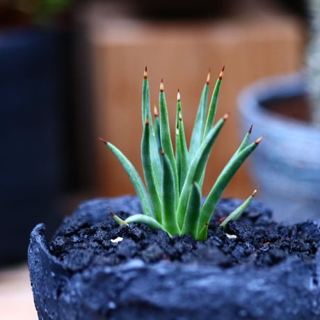 アガベ  アルボピロサ／Agave Albopilosa     no.21308