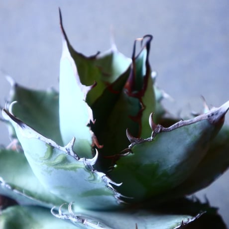 アガベ ホワイトアイス   Agave titanota white ice   no.20911