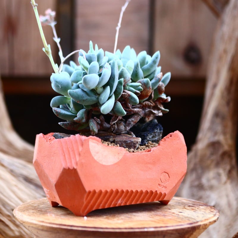 クラッスラ ダルマ神刀 / Crassula ″DARUMAJINTOU″ no.2267