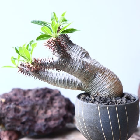 パキポディウム  マカイエンセ    Pachypodium Makayense  no.002
