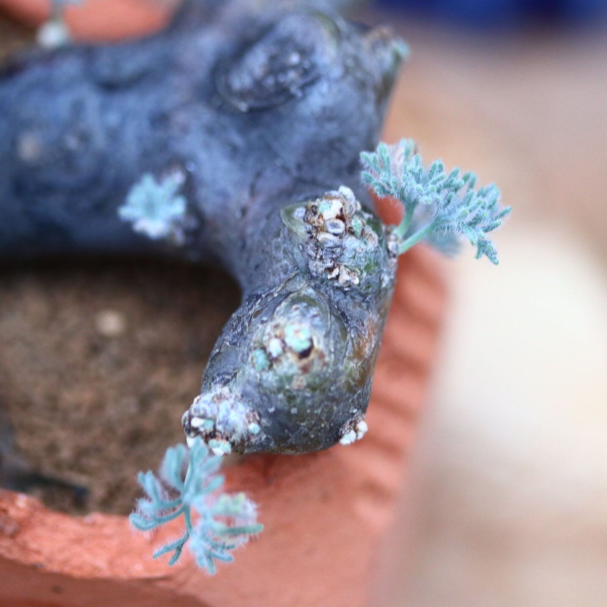 ち*む様 サルコカウロン ムルチフィズム ☆特価☆コーデックス：サルコカウロン ムルチフィズム チャレンジ株