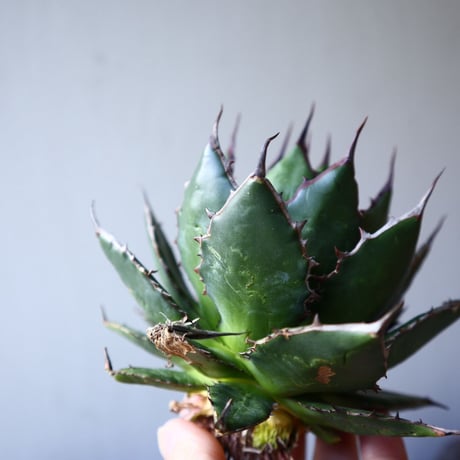 アガベ ホリダ   Agave horrida    no.111014