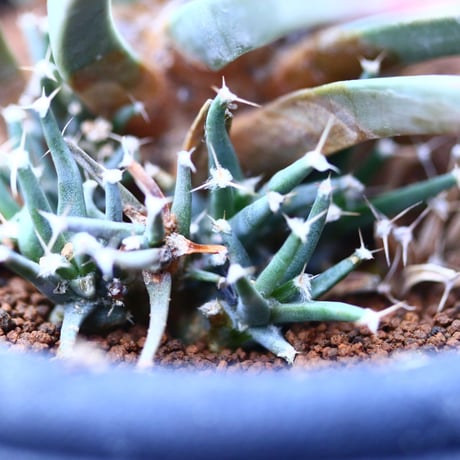 レウクテンベルギア  仔吹き晃山    Leuchtenbergia principis  no120609