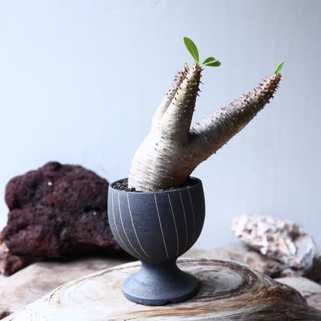 パキポディウム  マカイエンセ    Pachypodium Makayense  no72123