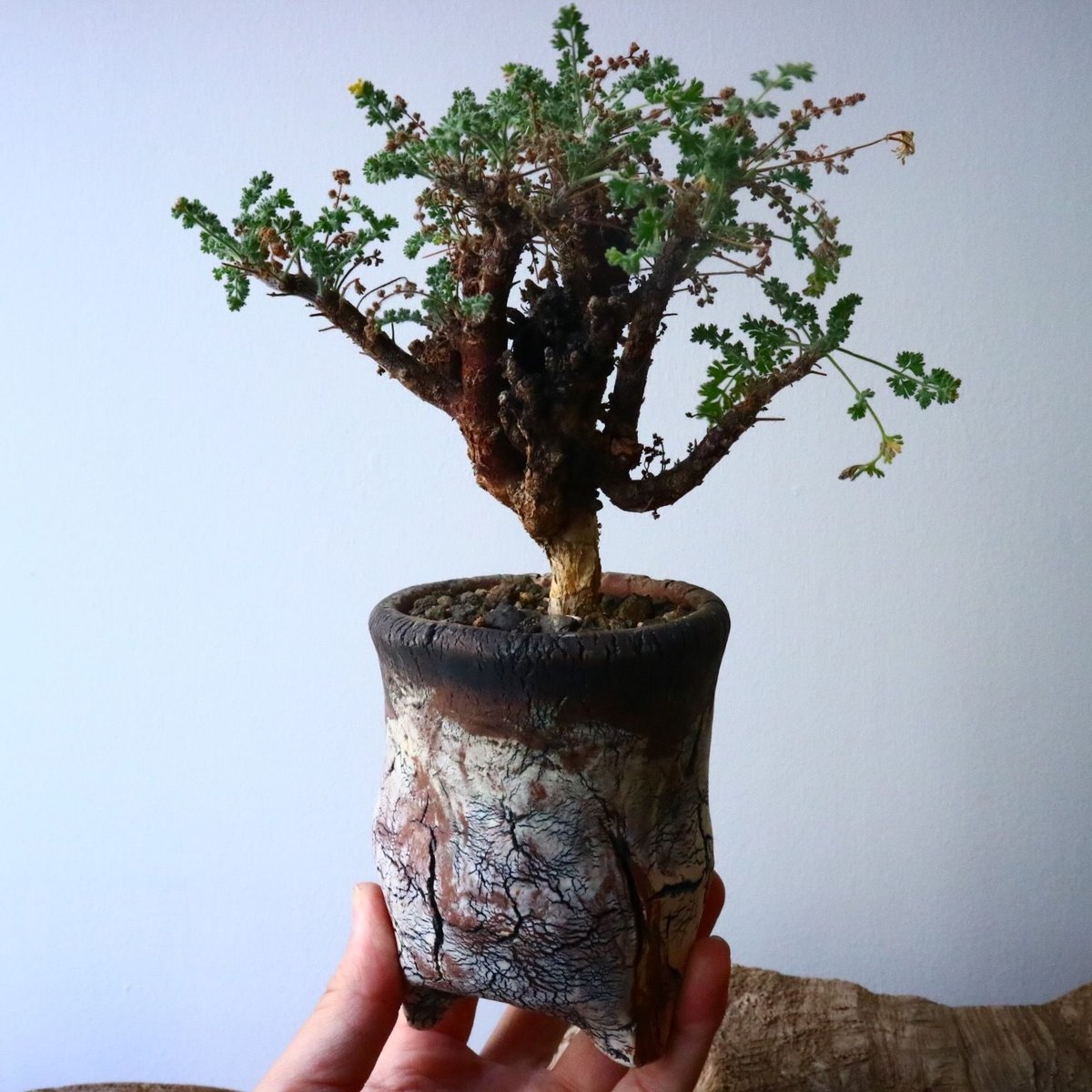 ペラルゴニウム　アルテルナンス　3号鉢　No.015　鉢、送料込 ペラルゴニム アルテルナンス Pelargonium alternans No.015
