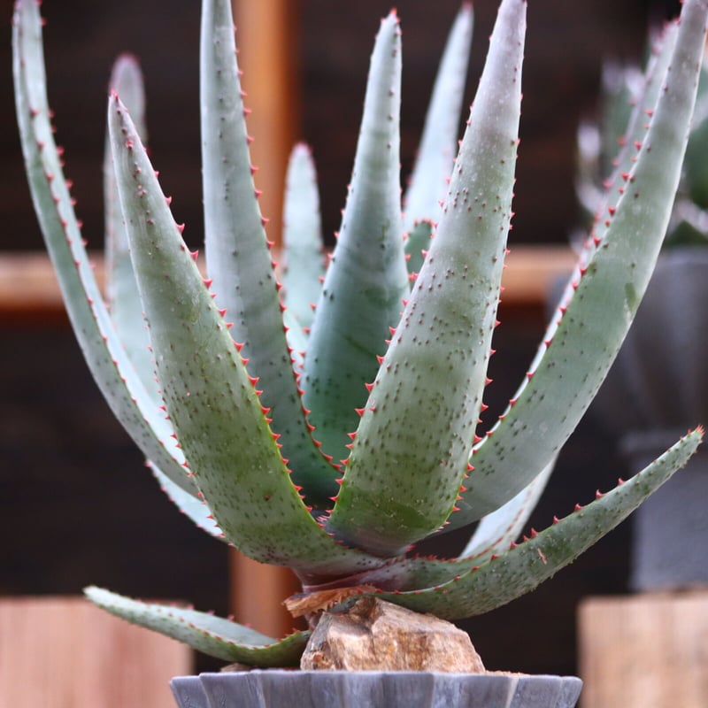 アロエ コニフェラ / Aloe conifera no.31955 | 芽の巣山