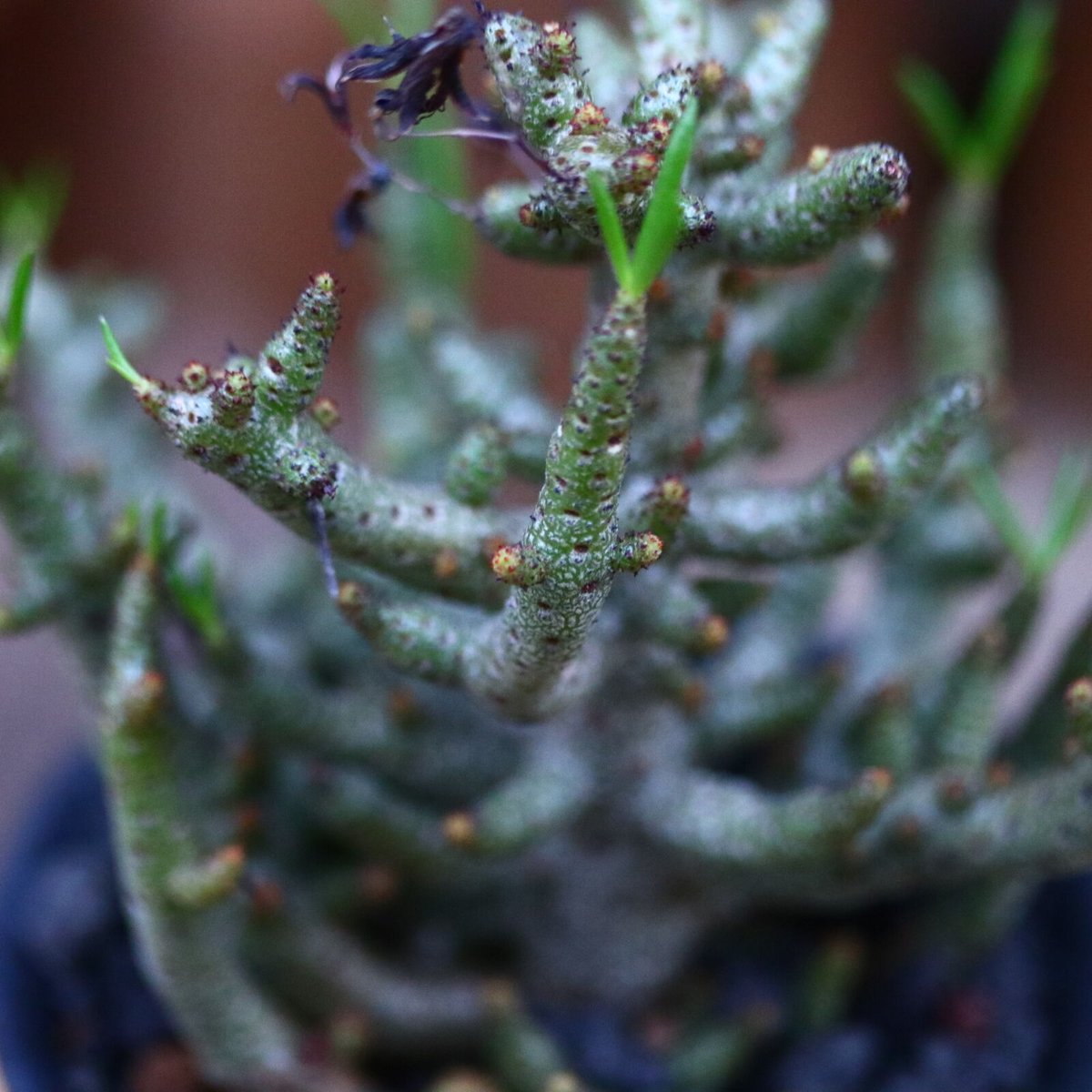 チレコドン　ブッコルジアヌス チレコドン ブッコルジアヌス／Tylecodon buchholzianus no.