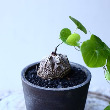 ディオスコレア   亀甲竜    Dioscorea elephantipe     no.11908