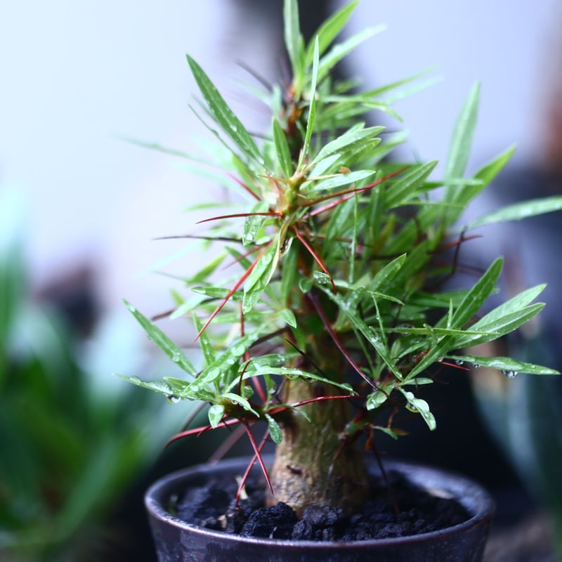 フォークイエリア プルプシー Fouquieria purpusii no.614 フォークイエリア プルプシー Fouquieria purpusii no.614